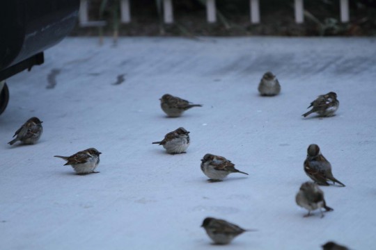 Boss of Birds