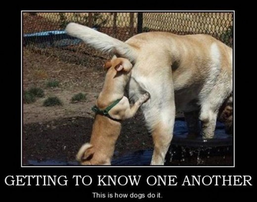 Dogs getting know each other